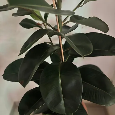 La Nicchia, Romantic In Historic Manduria